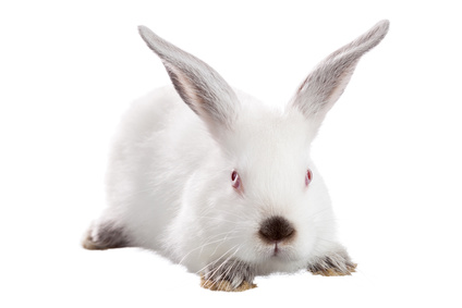 White rabbit isolated on white background