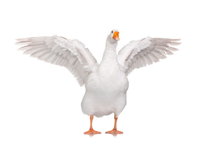 White domestic goose isolated on white background