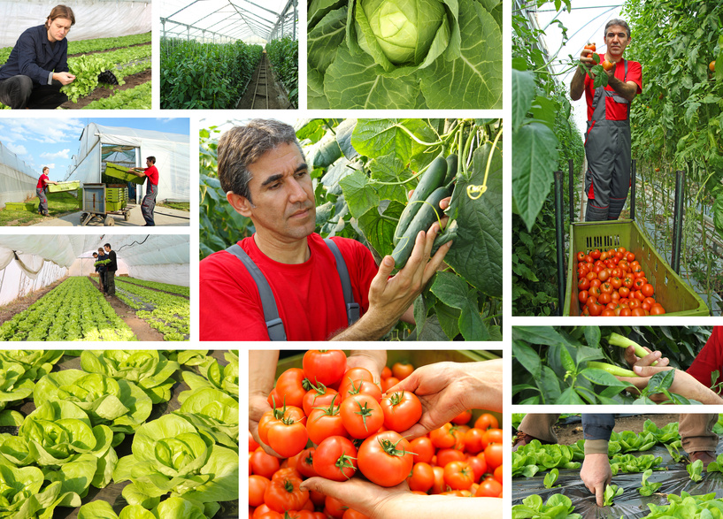 Greenhouse - tomato, cucumber, pepper, lettuce, cabbage
