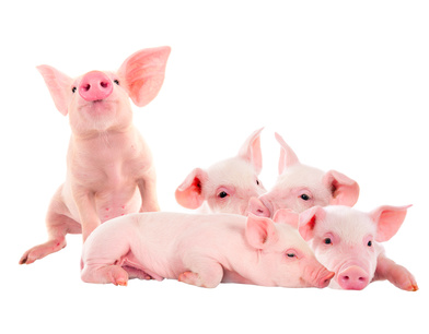 Pile of fun, pink pigs. Isolated on white background. A series of photos.