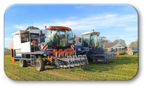Machine de ramassage de ciboulette